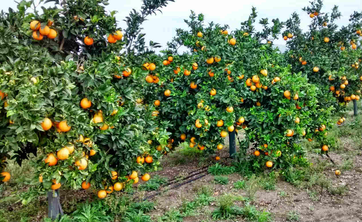 αγρόκτημα με πορτοκαλιές και βερυκοκιές στην Άκοβα Άργους