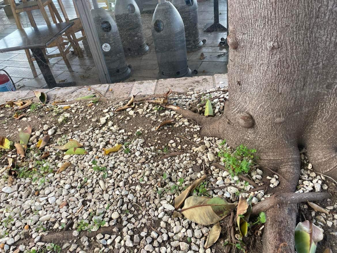 βαρβαρότητα σε δέντρο στο Ναύπλιο με φυτοφάρμακο